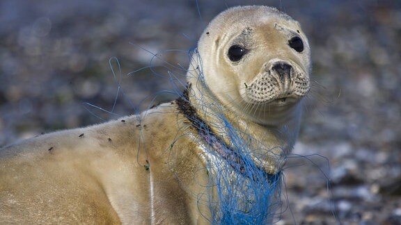 Seehund mit Teilen eines Netzes um den Hals.