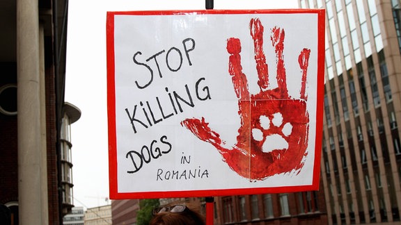 Kundgebung in Hamburg Stoppt die Legalisierung des Tötens rumänischer Straßenhunde 