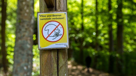Ein Schild - Pilze und Beeren sammeln verboten - an einem Waldweg in der Nähe von Simmerath  Städteregion Aachen