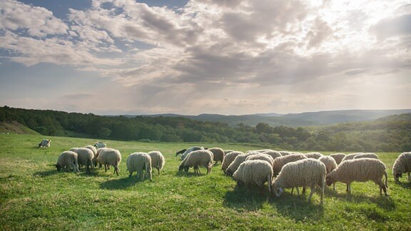 Eine Schafsherde auf einer Wiese
