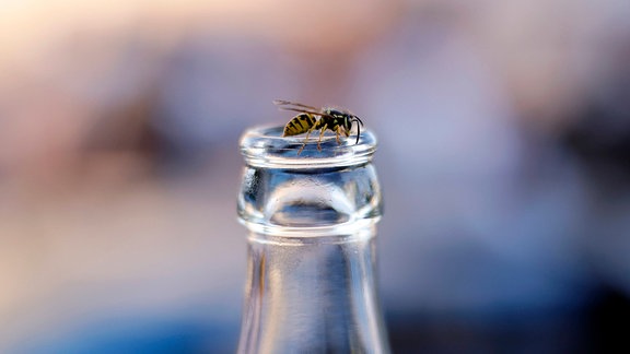 Eine Wespe sitzt auf einem Flaschenhals