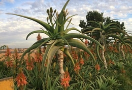 Aloe im Krokodilpark Agadir April 2018