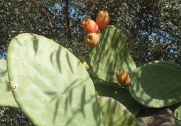 Kaktus mit essbaren Früchten