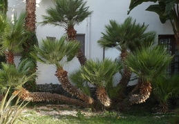 Wunderschöne Palmengruppe