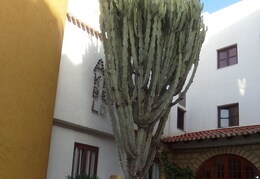 Baumartiger Kaktus