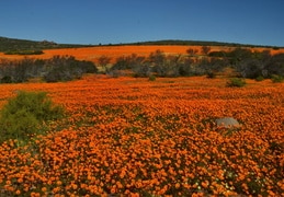 Frühjahrsblüte im Namaqualand