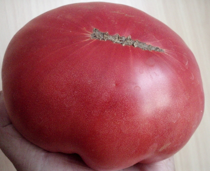 Tomate Big Zac 05082018.jpg