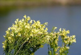 Bartblume, Llwenmäulchen und Skabiosen-Flockenblume am Pretziener Wehr