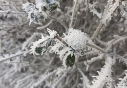 Frostige Natur