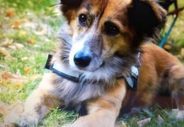 Max die Schönheit eines Tötungsstationshundes Rumäniens 