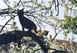 Unsere Katzen suchen den Frühling