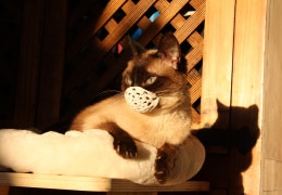 Katze und die Corona Maskenpflicht