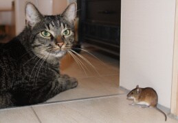 Hubert und das Mäuschen 