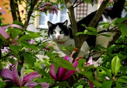 Meine Katze Miezi genießt den Frühlingstag in unserem Garten. 
