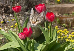 Katze gefallen Tulpen