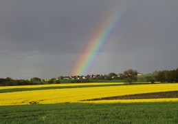 Regenbogen über einem Rapsfeld