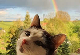 Chico und der Regenbogen 