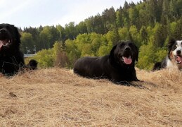 Entspannt ins Wochenende bei einer schönen Runde in der Natur, mit den besten Hundekumpels.