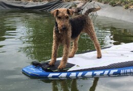 Die Welsh-Terrier-Dame Niki lernt Surfen 