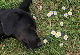 Karli genießt die Sommerwiese 