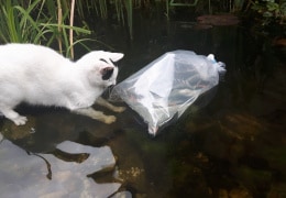 Unsere Katze Julia begutachtet die neuen Fische für den Gartenteich (noch in der Tüte). Aber auch sonst kann man die zu den Teichbewohnern mit dazu zählen :-)