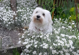 Fransy tarnt sich im Garten in der weißblühenden Polsterstaude