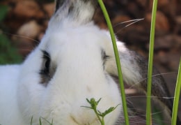 Unser Hase Columbo auf Entdeckungstour im heimischen Garten