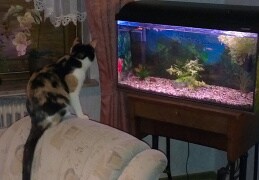 Kimba schaut Katzenfernsehen