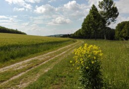 Feld- und Wiesenweg am Paradiesgrund bei Crimmitschau