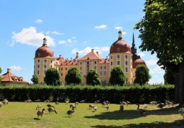 Gänse am Moritzburger Schloss