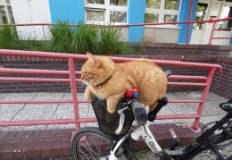 Fremde Katze auf meinem Fahrrad vor der Schule 