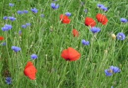 Typische sommerliche Blüten an Feldrainen