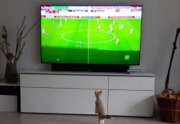 Gina liebt Fußball im Fernsehen 
