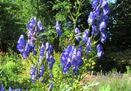 blau blüht der Eisenhut bei uns im Garten