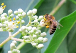 Biene auf Blütendolde - Euodia hupehensis