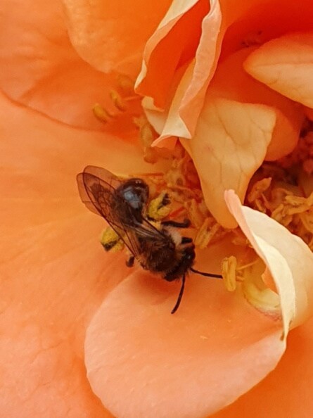 Biene in Rose.jpg