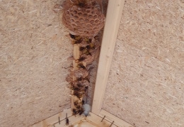 Wespen im neu gebauten Toilettenhaus im Garten eingezogen