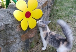 Unsere Katze Milly ( 4 Monate ): auf Entdeckung im Garten, Formel-1- Saison eröffnet, "Das ist mein Platz, Nachbar Harald !"