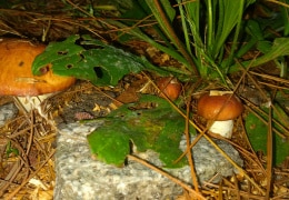 Pilze unterm Auto gewachsen