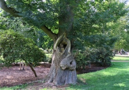 Höhlenbaum