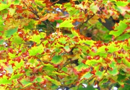 Herbstliche Laubfärbung