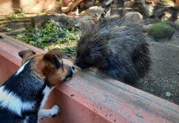 Eine tierische Freundschaft 