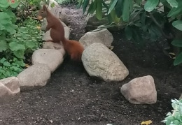 Eichhörnchen mit Wallnuß