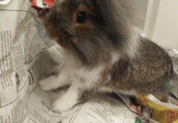 Auch Kaninchen lesen Zeitung 