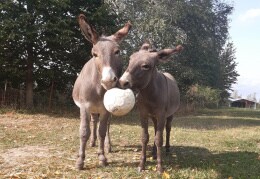 Unsere Esel Julius und sein Sohn Janosch spielen Ball