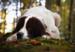 Hundespaziergang im Herbstlichen Wald 