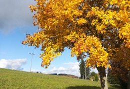 Herbst im Erzgebirge 