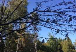Ein verhexter Herbstspatziergang im Erzgebirgswald