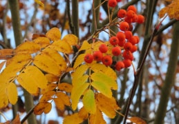 Die Farben des Herbstes
