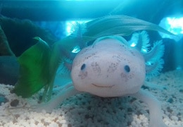 Axolotl Chihiro mit vollen Backen 